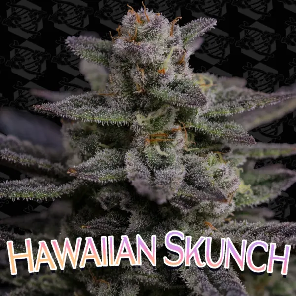 hawaiian skunch cannabis seeds by dirty bird genetics