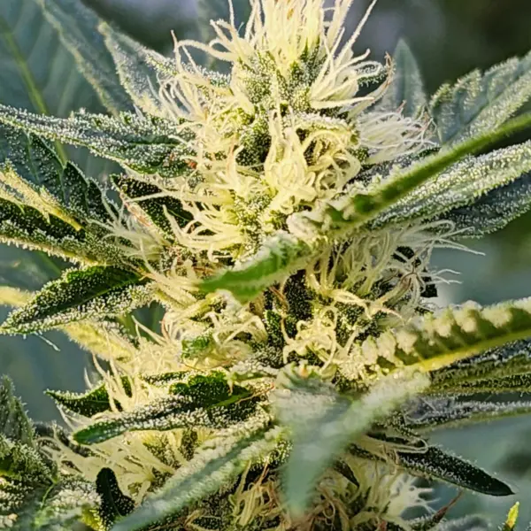 maui wowie 2 cannabis seeds by sticky finger seeds