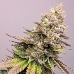 pac black cannabis seeds by deadpanhead seeds