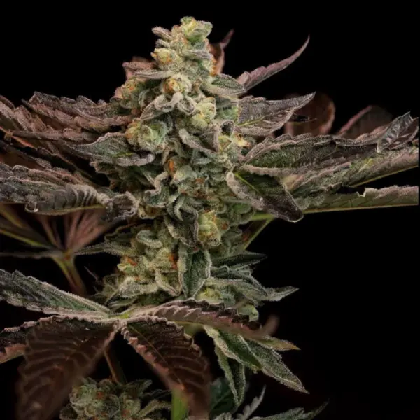 project skunk cannabis seeds by twenty20 mendocino