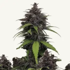 purple haze cannabis seeds by fast buds