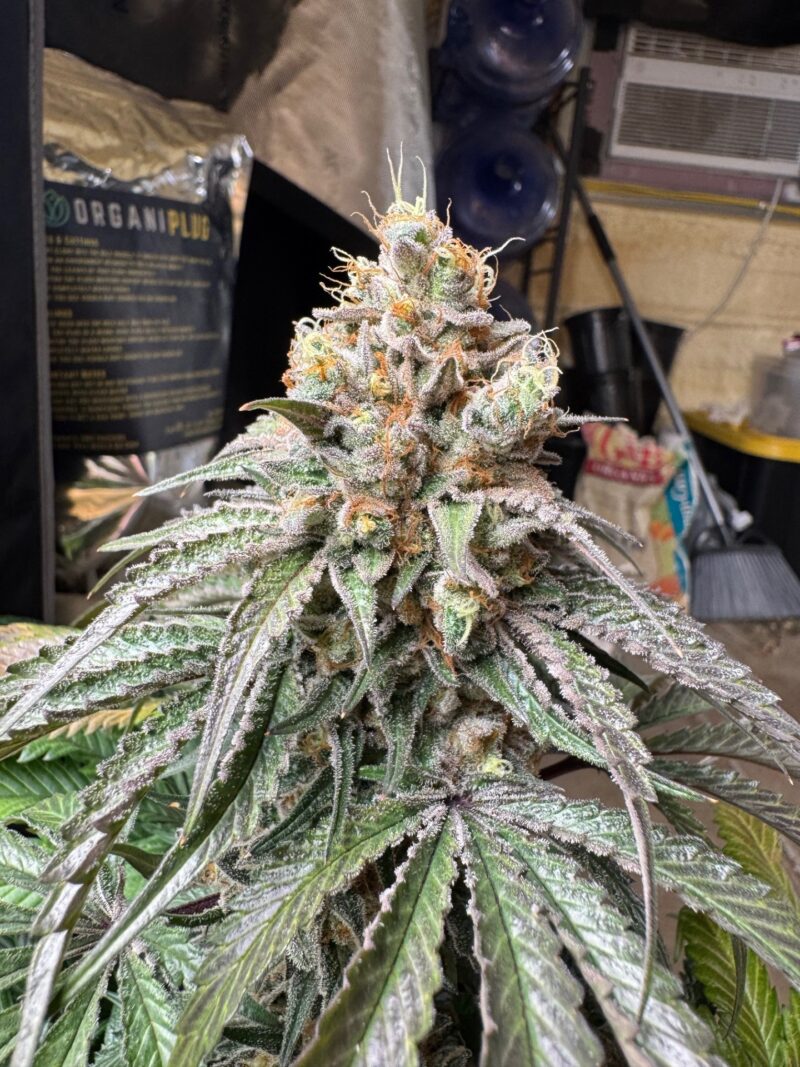 roof boltz f2 cannabis seeds by gnome automatics