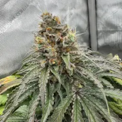 roof boltz f2 cannabis seeds by gnome automatics