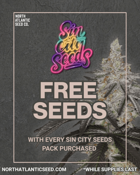 Sin City Seeds's promotional image