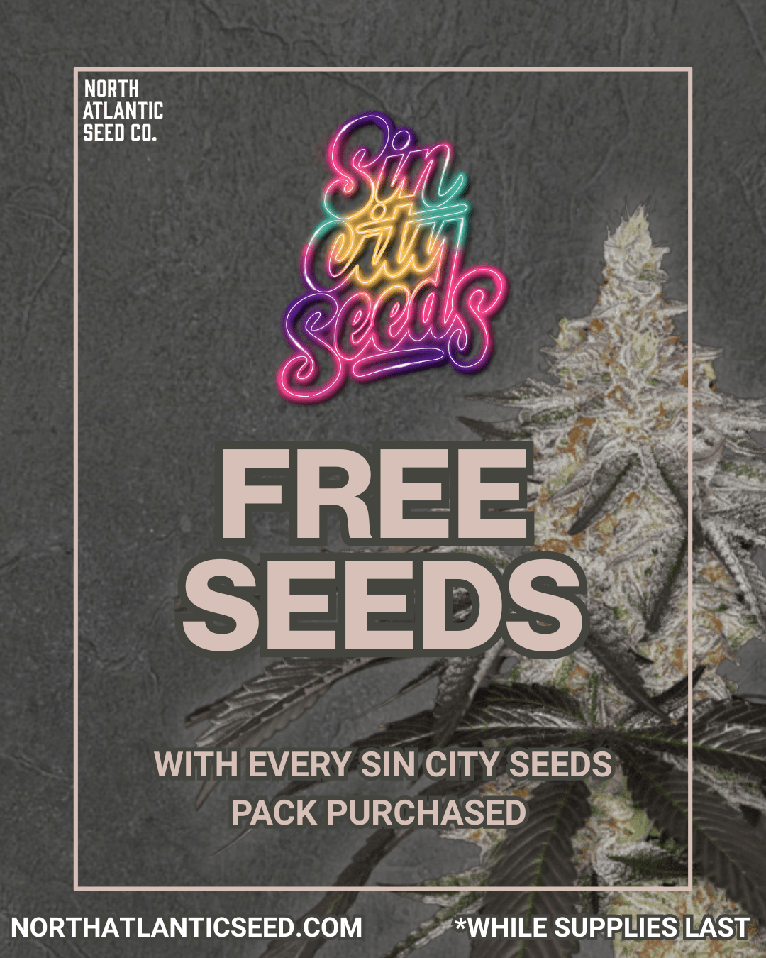 Sin City Seeds cannabis seeds