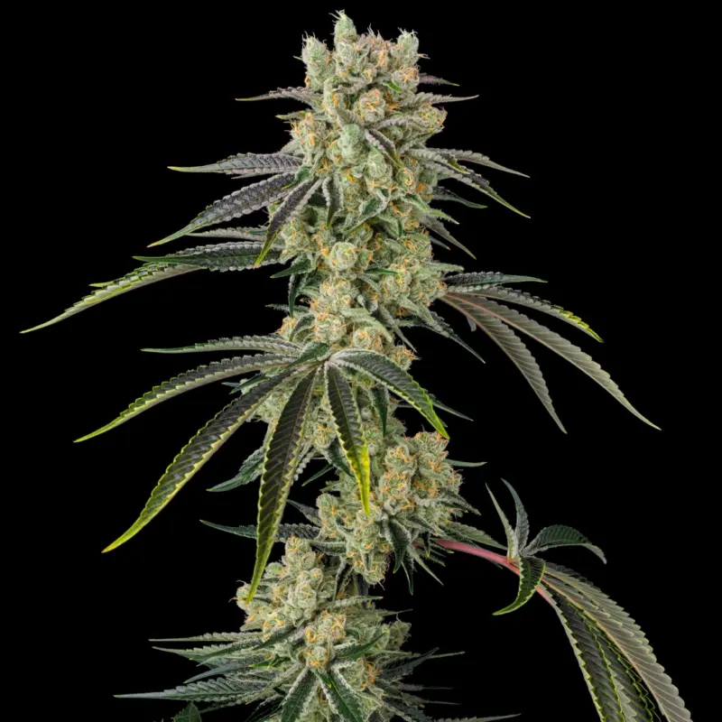 sugar d cannabis seeds by in house genetics