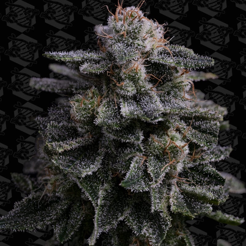 hawaiian skunch cannabis seeds by dirty bird genetics