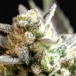 the perm cannabis seeds by twenty20 mendocino