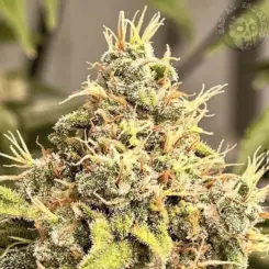 trinity s1 cannabis seeds by deadpanhead seeds