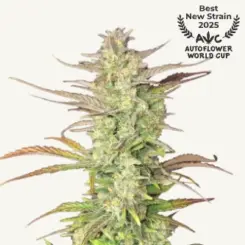 z up cannabis seeds by fast buds