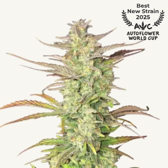 z up cannabis seeds by fast buds