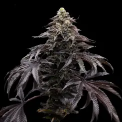 Blueberry Fizz Cannabis Seeds by Ziplock Seeds