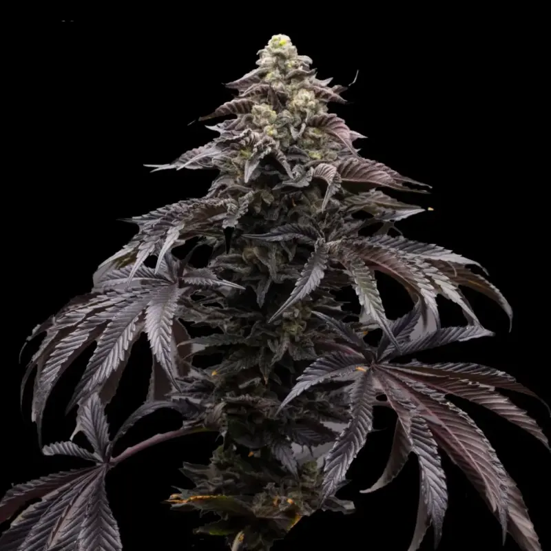 Blueberry Fizz Cannabis Seeds by Ziplock Seeds