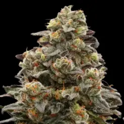 Arctic Wolf Cannabis Seeds by Ziplock Seeds