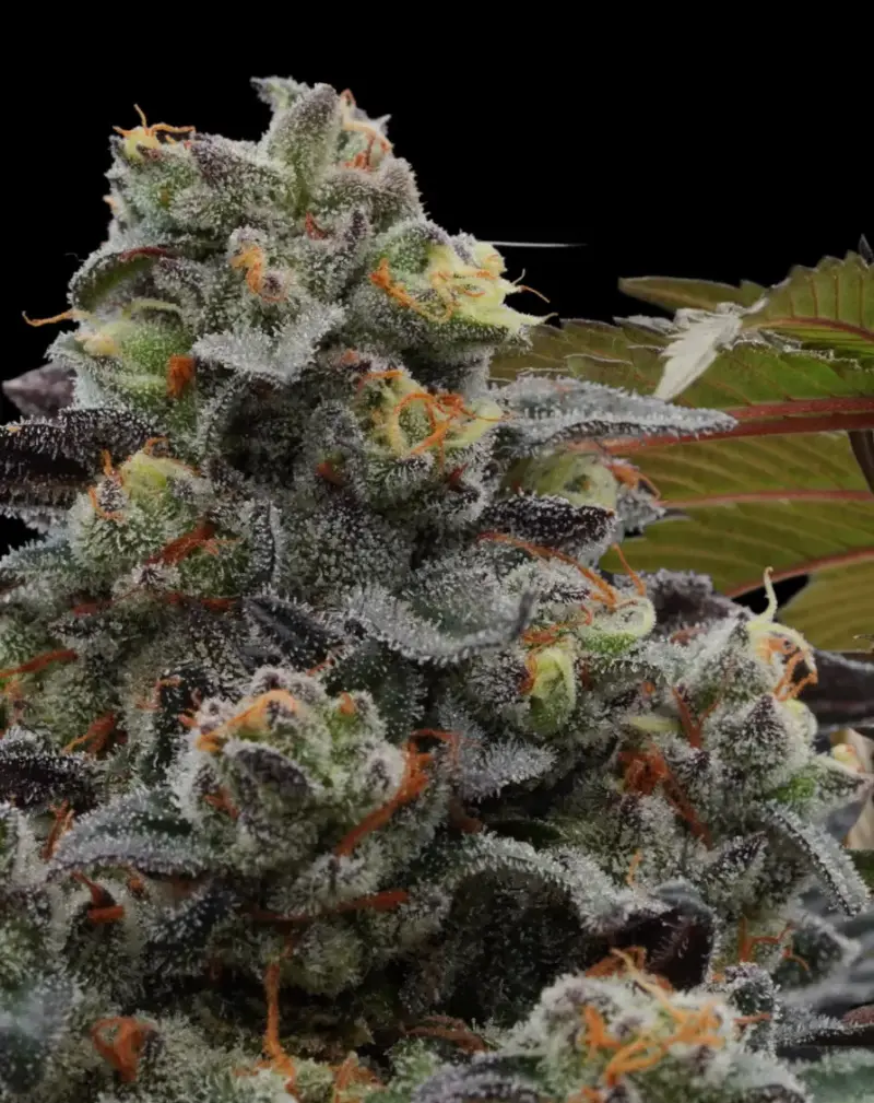 Arctic Wolf Cannabis Seeds by Ziplock Seeds