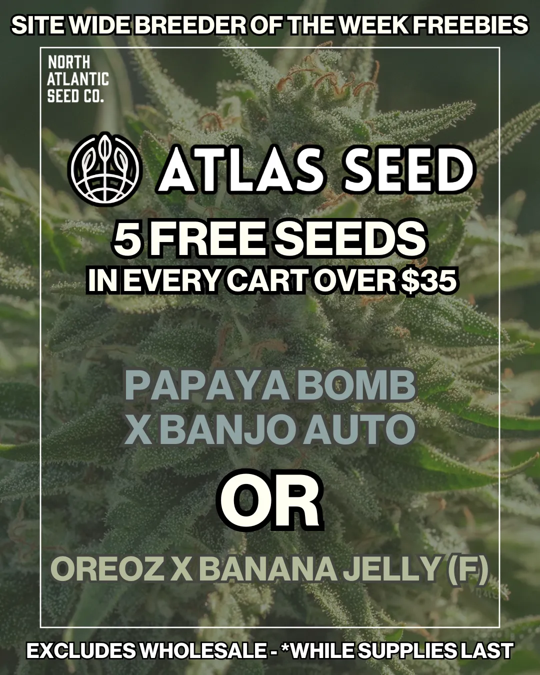 Atlas Seed Image