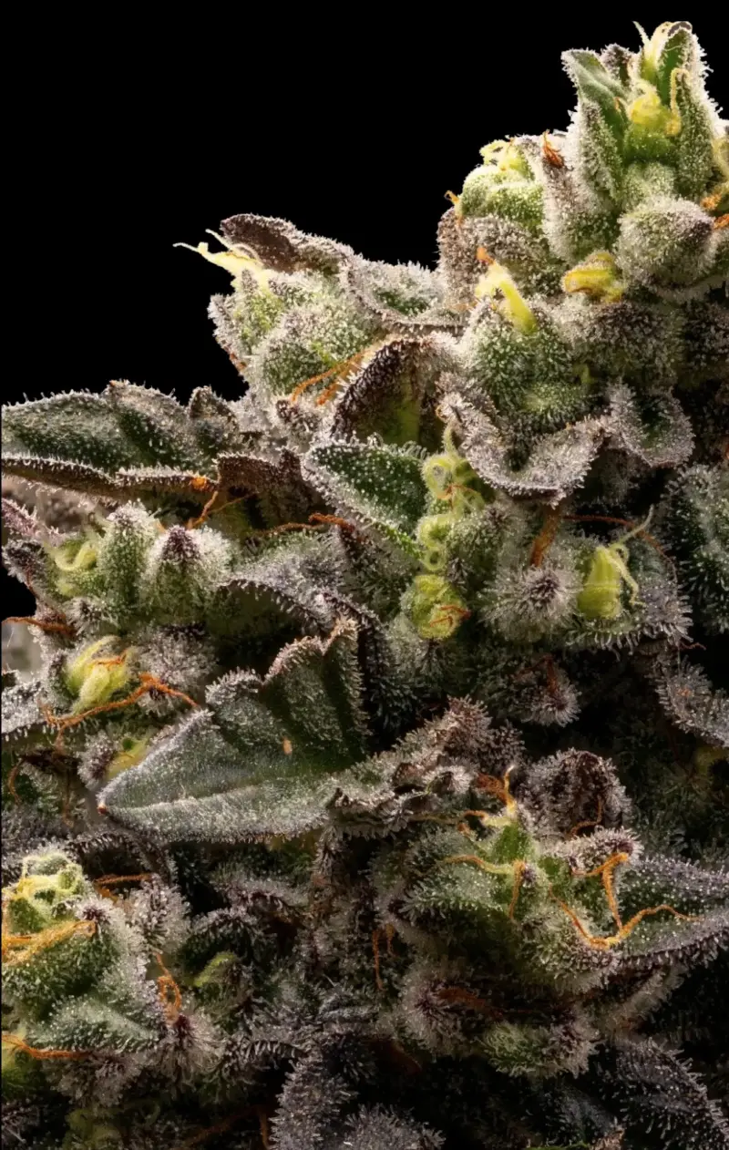 Blueberry Fizz Cannabis Seeds by Ziplock Seeds