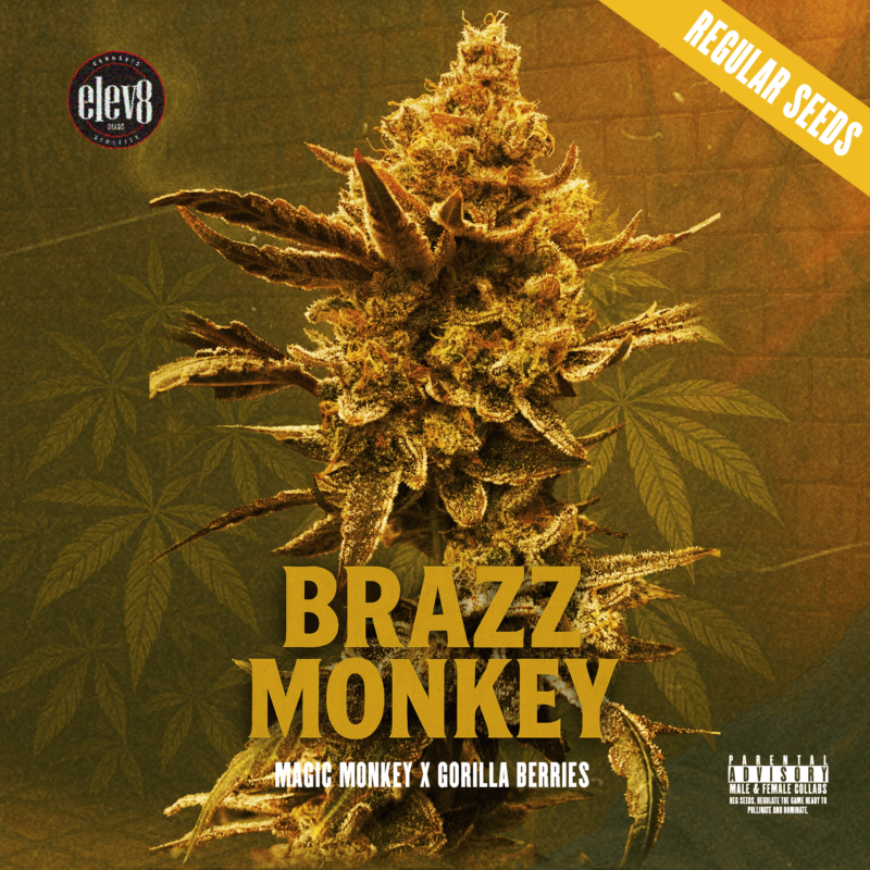 brazz monkey cannabis seeds by elev8 seeds