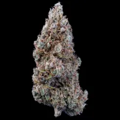 Bubbasquanch Auto Cannabis Seeds by Mephisto Genetics