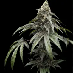 Cake Walk Cannabis Seeds by Ziplock Seeds