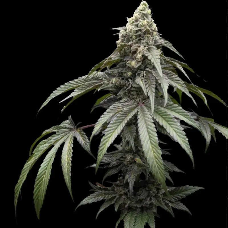 Cake Walk Cannabis Seeds by Ziplock Seeds