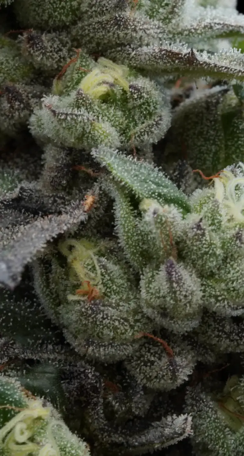 Cake Walk Cannabis Seeds by Ziplock Seeds