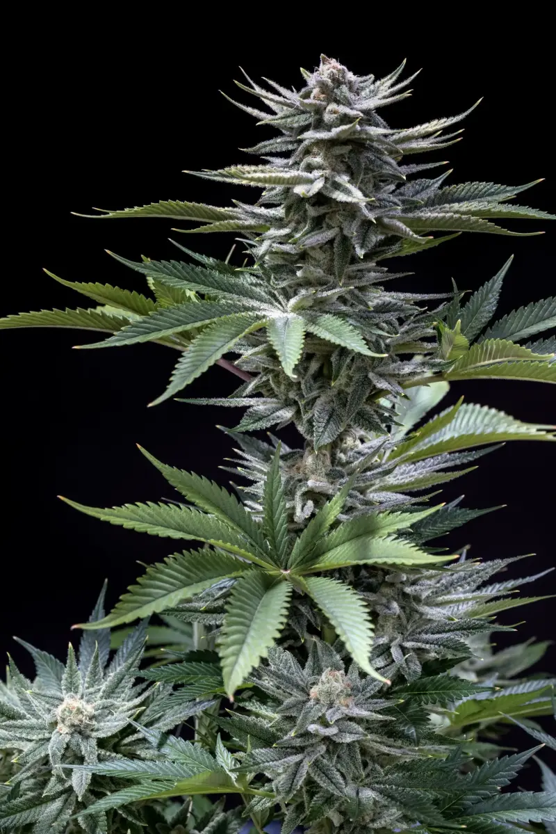 Chernobyl F2 Cannabis Seeds by Subcool Seeds
