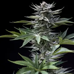 Chernobyl F2 Cannabis Seeds by Subcool Seeds