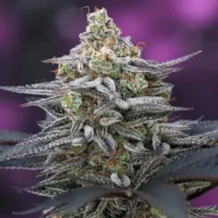 Cherrygasm F2 Cannabis Seeds by Subcool Seeds