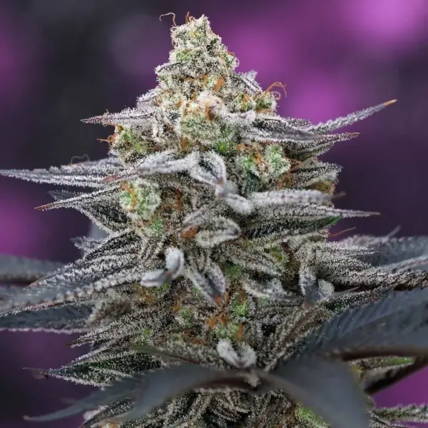 Cherrygasm F2 Cannabis Seeds by Subcool Seeds