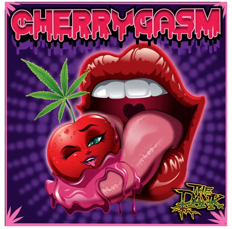 Cherrygasm F2 Cannabis Seeds by Subcool Seeds