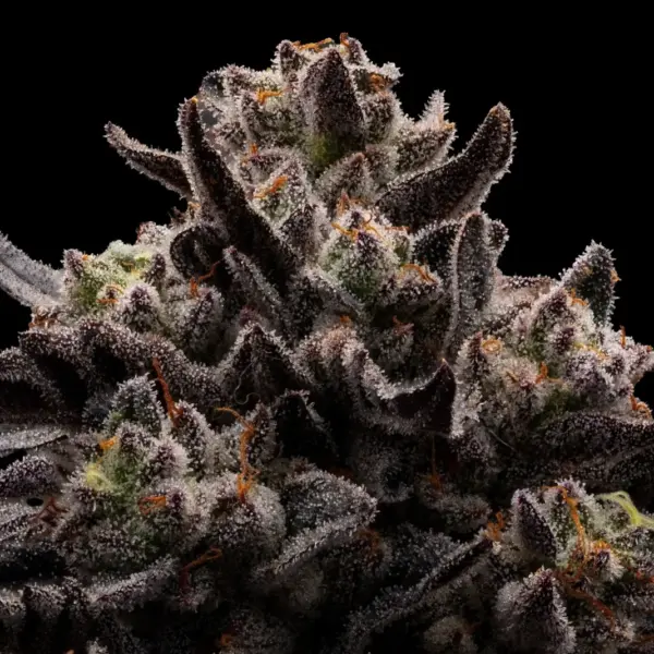 Chupacabra Cannabis Seeds by Ziplock Seeds