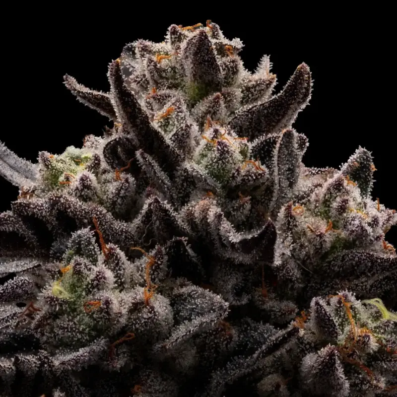 Chupacabra Cannabis Seeds by Ziplock Seeds