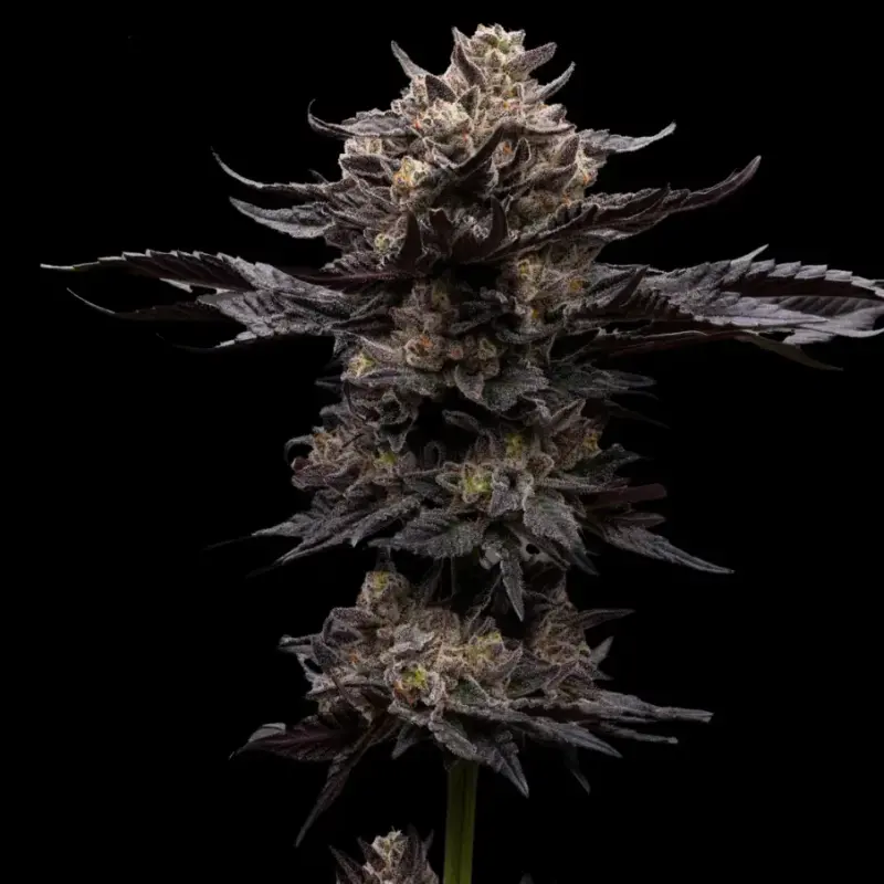 Chupacabra Cannabis Seeds by Ziplock Seeds