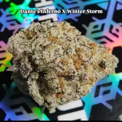 Dante's Inferno x Winter Storm Cannabis Seeds by Tiki Madman Seeds