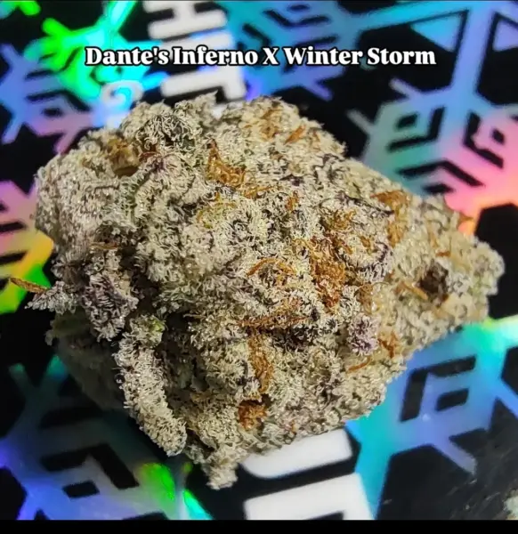 Dante's Inferno x Winter Storm Cannabis Seeds by Tiki Madman Seeds