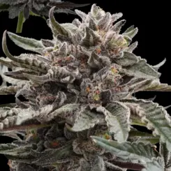 Dark Wolf Cannabis Seeds by Ziplock Seeds