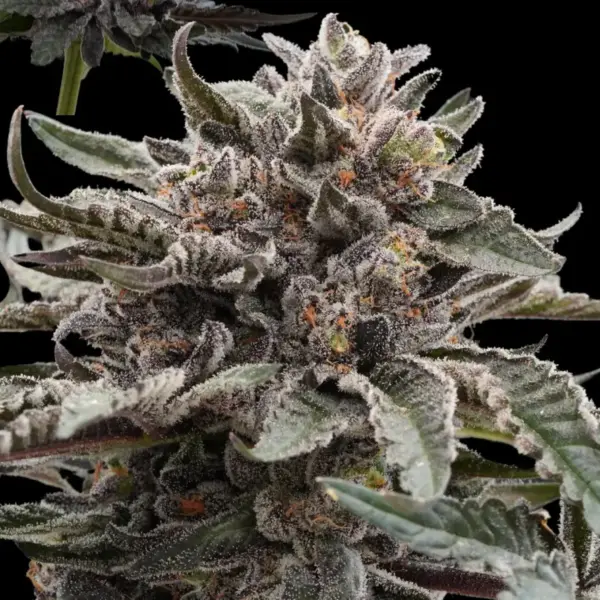 Dark Wolf Cannabis Seeds by Ziplock Seeds