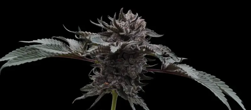 Dark Wolf Cannabis Seeds by Ziplock Seeds
