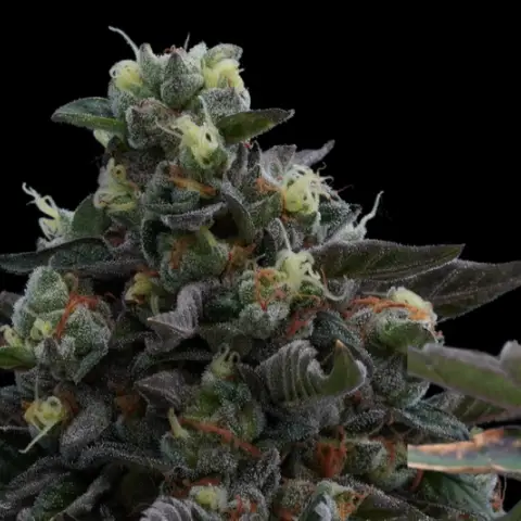 Darkside Cheese Cannabis Seeds by Ziplock Seeds