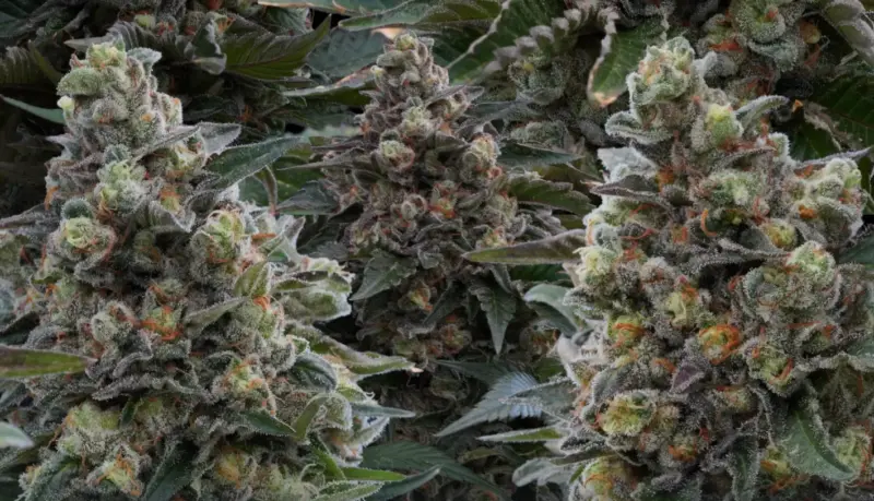 Darkside Cheese Cannabis Seeds by Ziplock Seeds