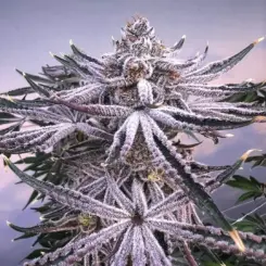 Deep Fried Jellato Cannabis Seeds by Dungeon Vault Genetics