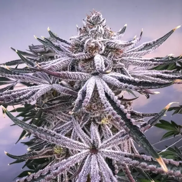 Deep Fried Jellato Cannabis Seeds by Dungeon Vault Genetics