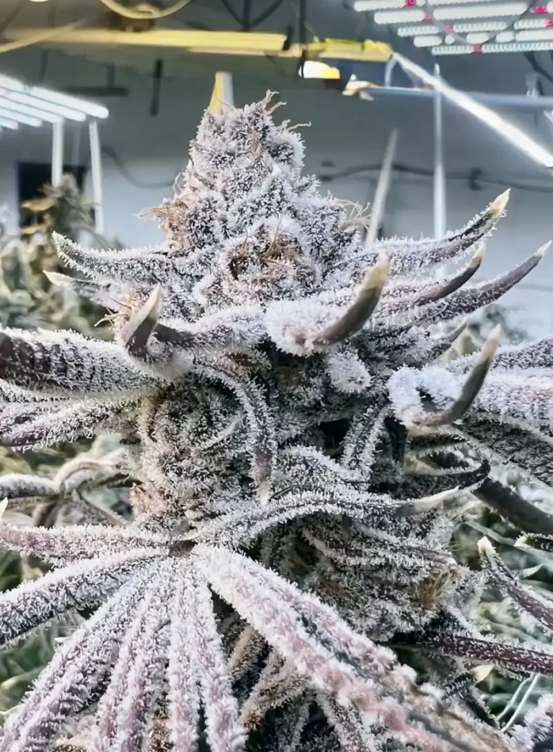 Deep Fried Jellato Cannabis Seeds by Dungeon Vault Genetics