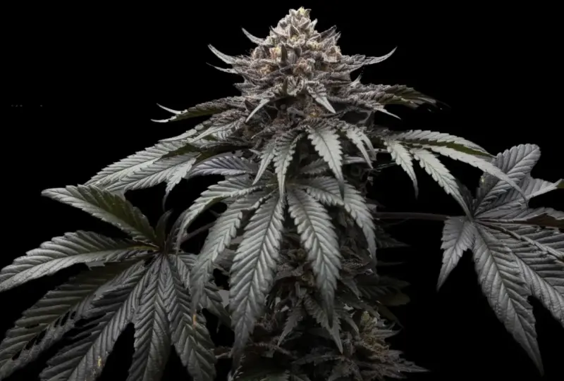 Dire Wolf Cannabis Seeds by Ziplock Seeds