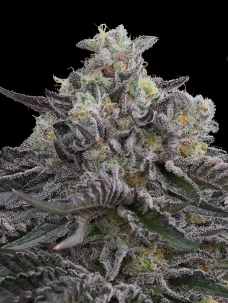 Dire Wolf Cannabis Seeds by Ziplock Seeds
