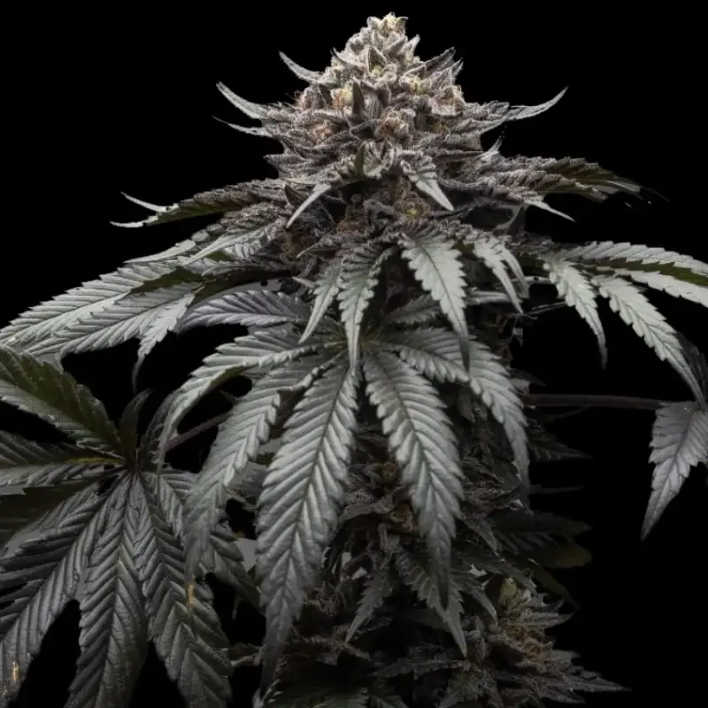 Dire Wolf Cannabis Seeds by Ziplock Seeds