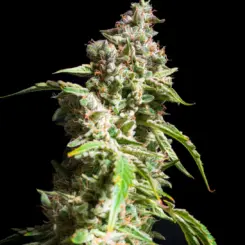 ET Munchies Cannabis Seeds by Mephisto Genetics