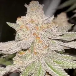 Fallout Fruit Cannabis Seeds by Dungeon Vault Genetics