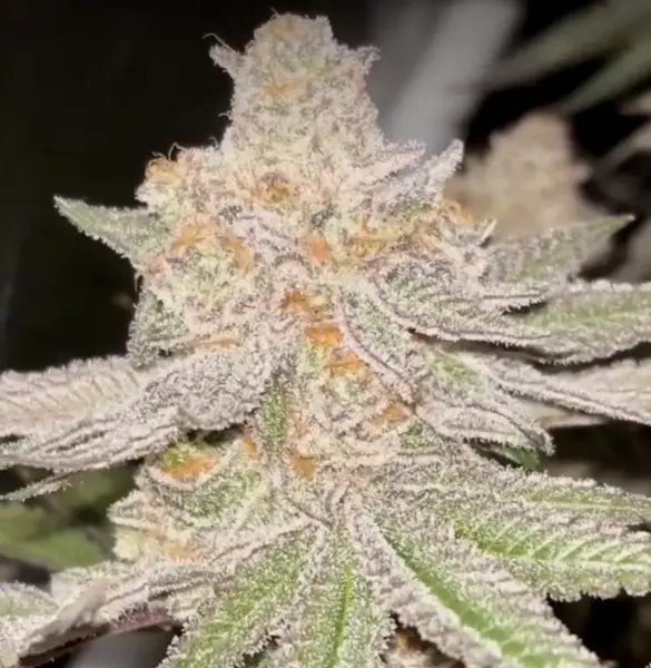 Fallout Fruit Cannabis Seeds by Dungeon Vault Genetics